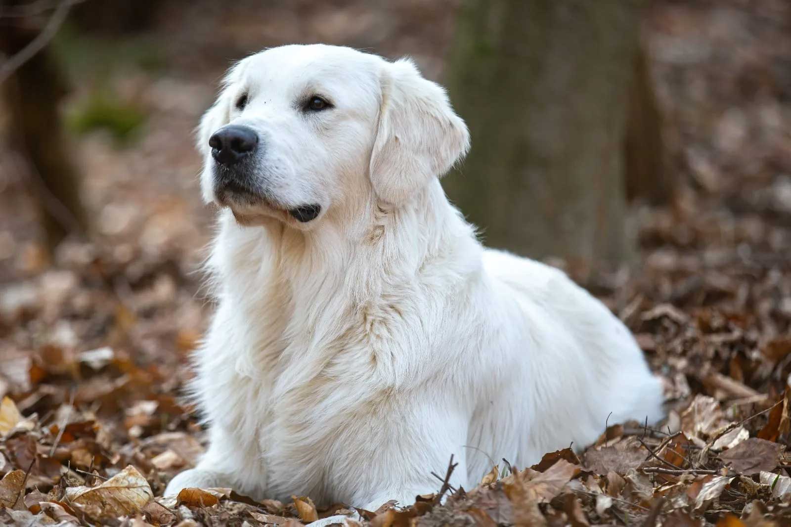 Madox of Wood Palace