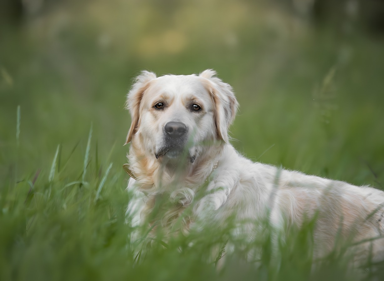 Welpen-Foto