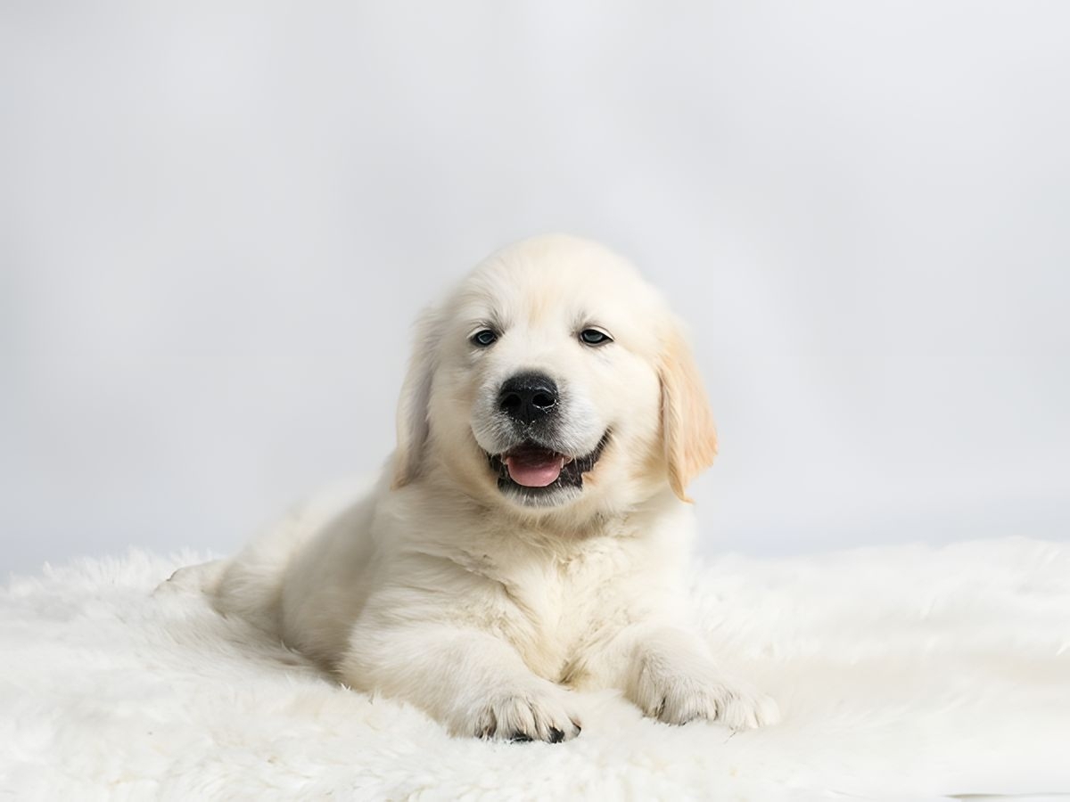 Welpen-Foto